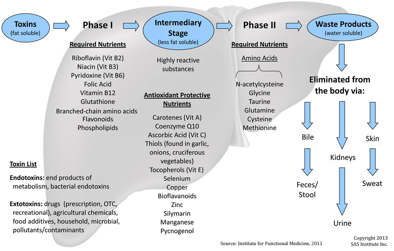 Liver-Detox-Pathyways-Required-Nutrients-Image2